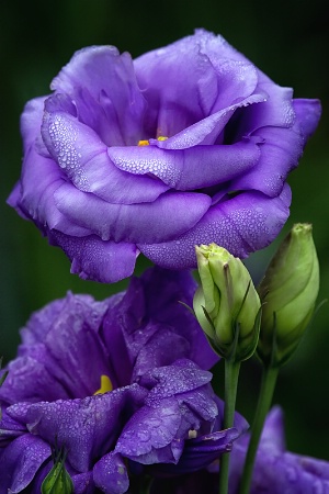 Lisianthus