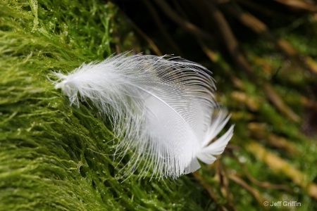 white feather   sea grass img 4947 copy