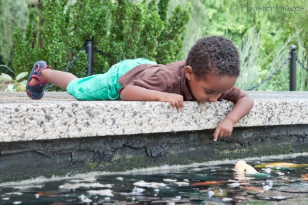 Hello Koi, Hello Boy