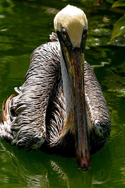 Pelican Face