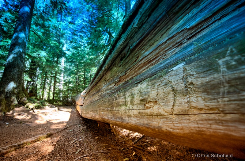 Old Downed Growth