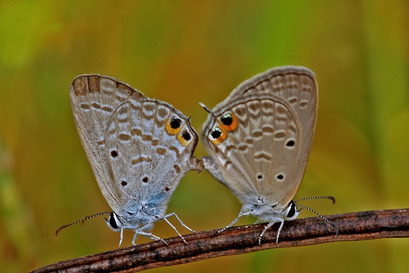 Butterfly - ID: 13269637 © VISHVAJIT JUIKAR