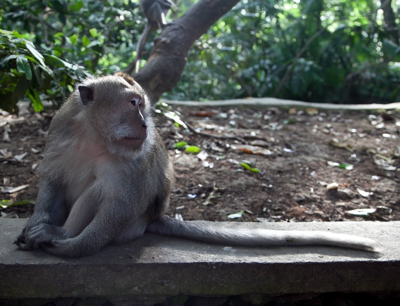 Long-Tailed Macaques