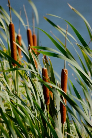 Cattails in the Wind