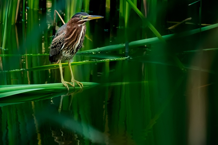 Green Heron, Pinckney Island WMA - ID: 13271202 © george w. sharpton