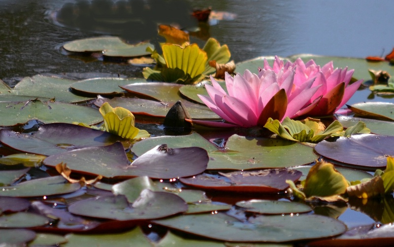 Pink Water  Lily