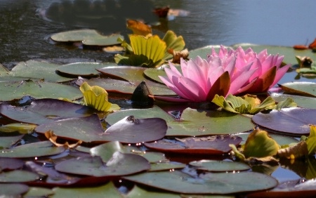 Pink Water  Lily