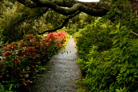 The Path in the Park