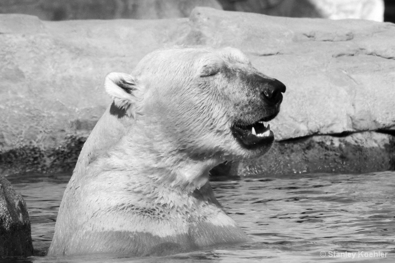 Polar Bear Laugh