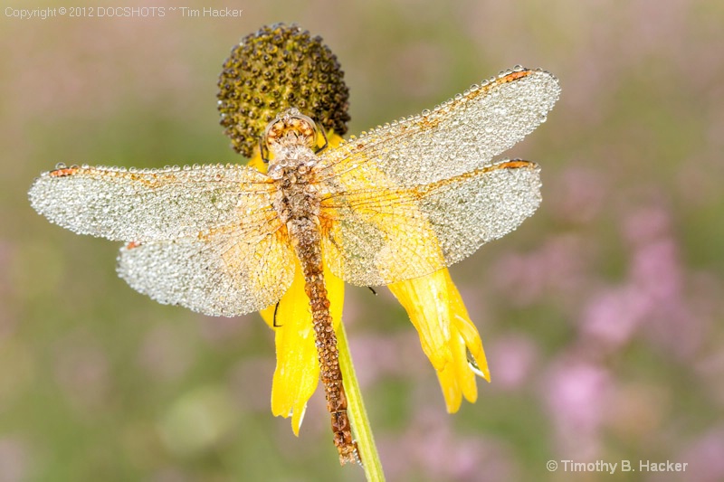 Dew Wings