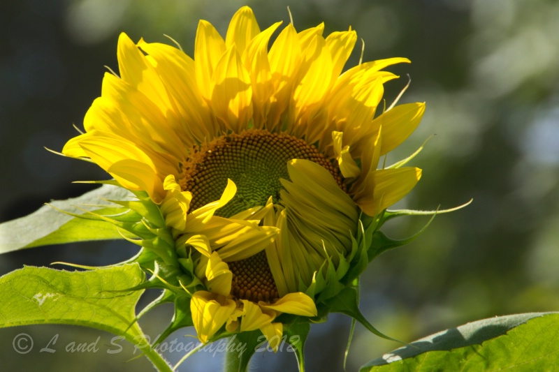 Peek A Boo Sunflower