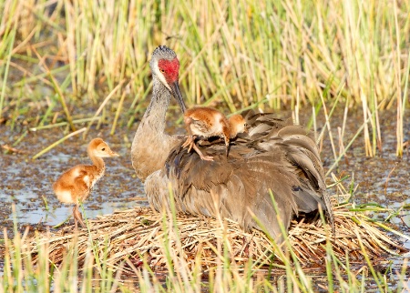 Tending The Babies