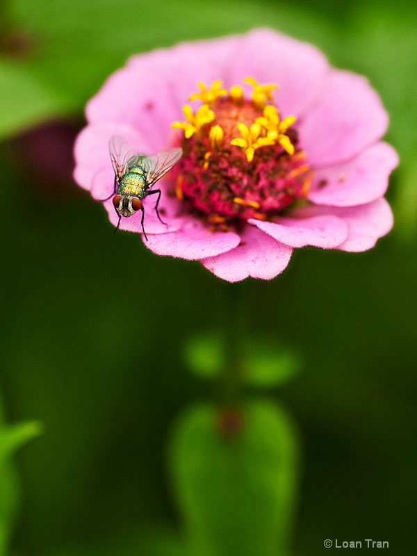 Fly on a pink flower