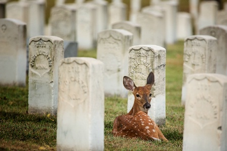 The Photo Contest 2nd Place Winner - Resting Place