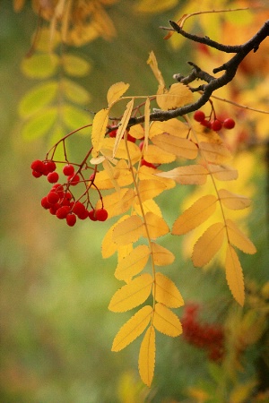 Rowans' fall colors