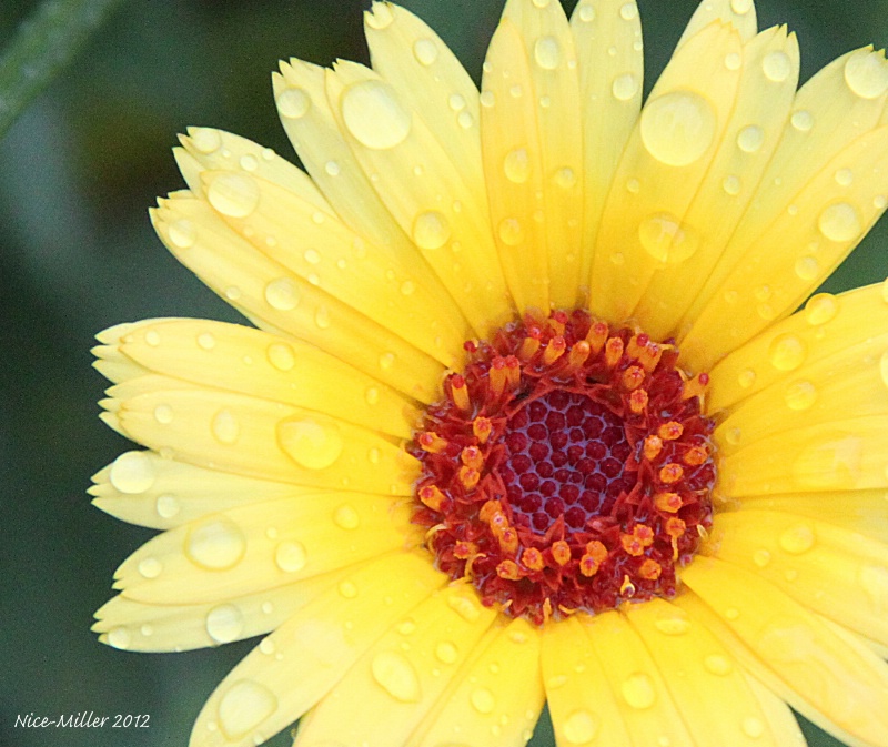 Yellow flower with raindrops1