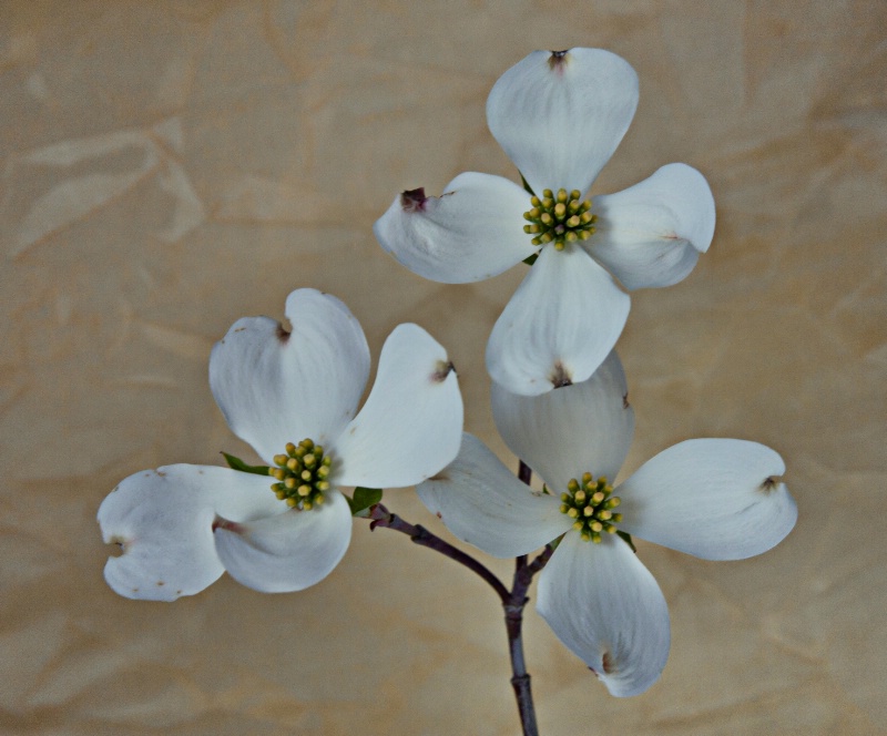 Dogwood