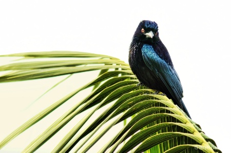 Drongo on Palm Leaf