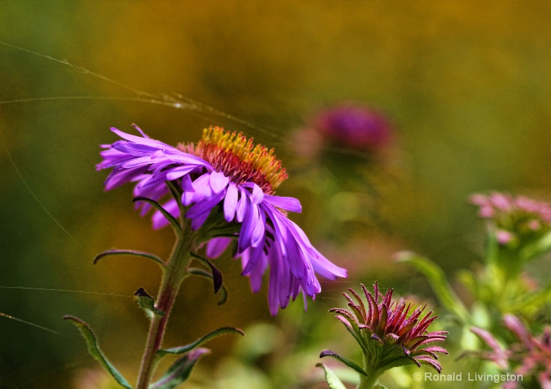 Wild Aster