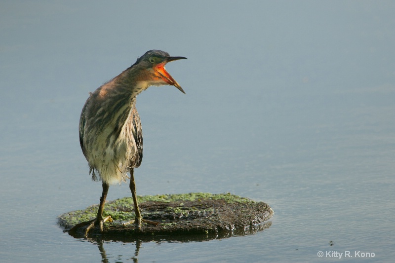 green heron with mouth open