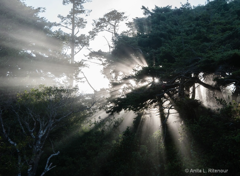 Oregon Woods "God-Rays"