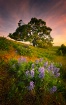 Columbia Hills St...