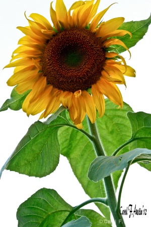 Mammoth Sunflower in Bloom