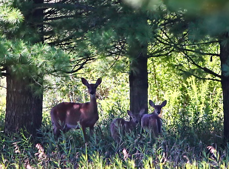 Mom and fawns