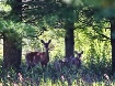 Mom and fawns
