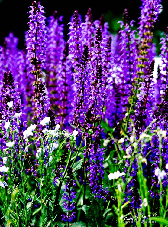 Purple Lavender in Bloom
