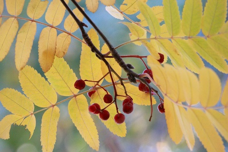 Rowan leaves and fruits