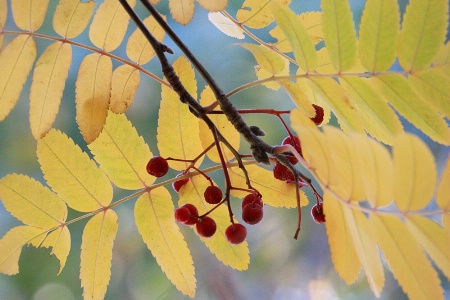 Rowan leaves and fruits