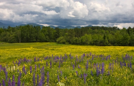 Fields of Lupines