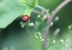 Ladybird in our g...