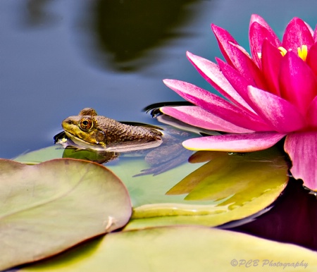 In The Lily Pond