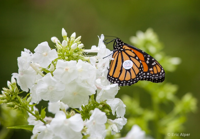 Tagged Monarch