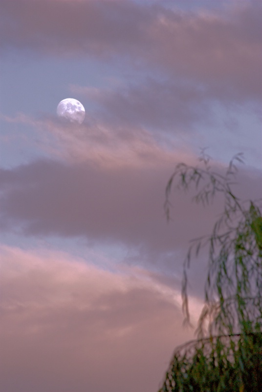 Moon over the willow