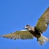 © Leslie J. Morris PhotoID # 13282039: Black Tern