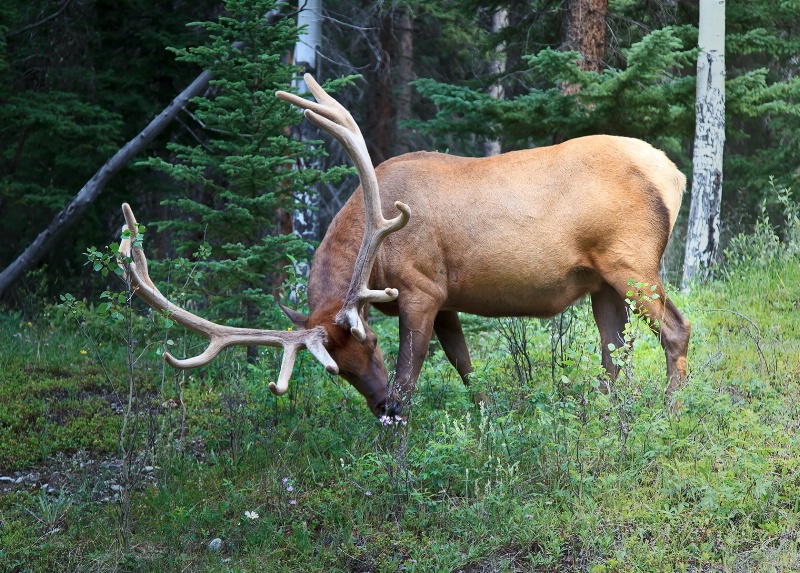 Bull Elk on Hwy 1A