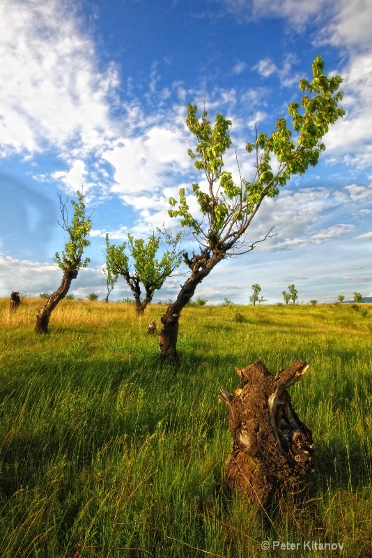 Abandoned Orchard