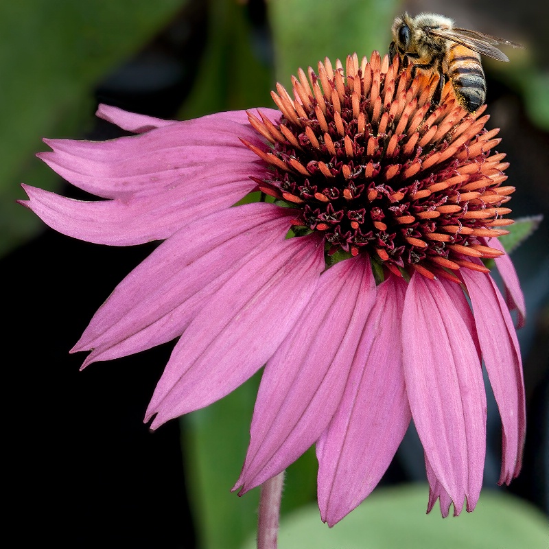 Cone Flower and Companion