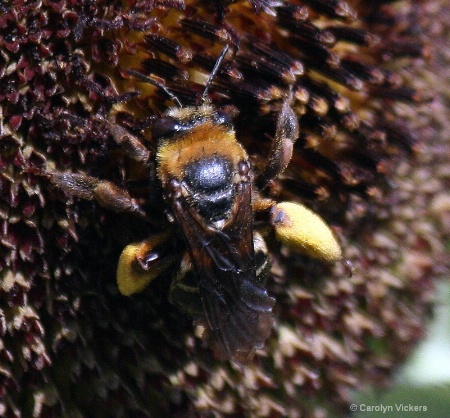 Busy Bee on a Sunflower