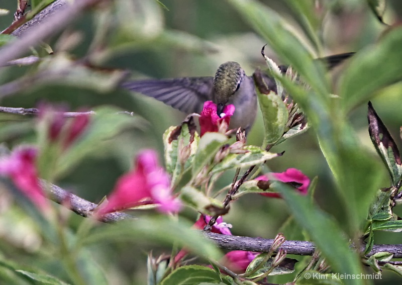 Hummer and Flowering Bush