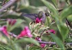 Hummer and Flower...