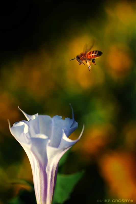 Cleared For Landing!