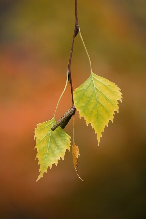 Birch leaves in autumn