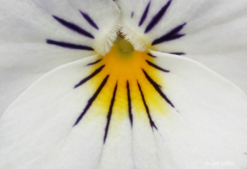 white   yellow pansy crp img 4821