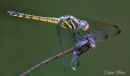 Colourful Dragonfly.