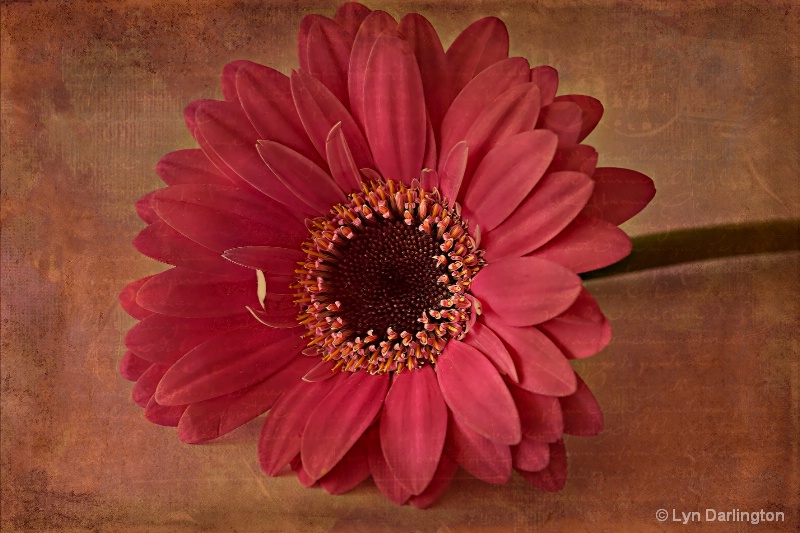 Gerbera.