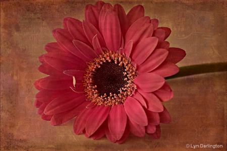 The Photo Contest 2nd Place Winner - Gerbera.